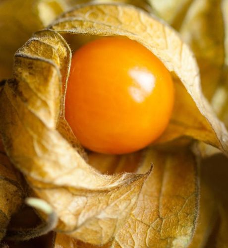 Physalis pruinosa Pineapple Cherry seeds