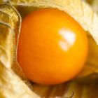 Physalis pruinosa