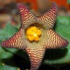 Piaranthus punctatus Ascleps - Stapelia graines