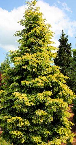 Picea orientalis Oriental spruce - Caucasian spruce seeds