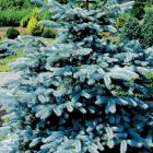 Picea pungens Blaufichte Samen