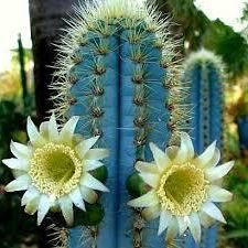 Pilosocereus azureus Blue Torch Cactus seeds