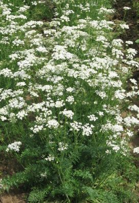 Pimpinella anisum Anise seeds