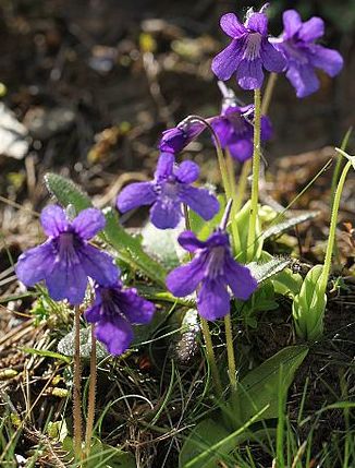 Pinguicula grandiflora Large-flowered butterwort seeds