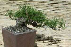 Pinus patula mexican weeping pine seeds