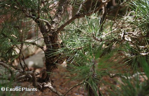 Pinus thunbergii Pinus seeds