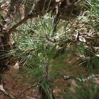 Pinus thunbergii  semillas