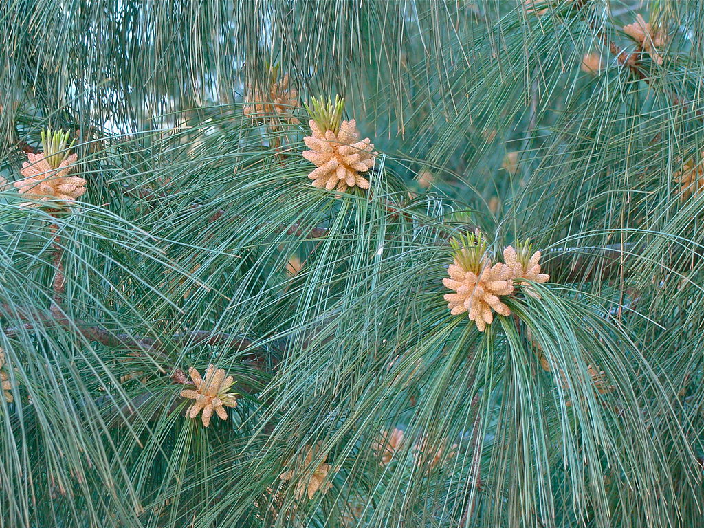 Pinus wallichiana mexican weeping pine seeds