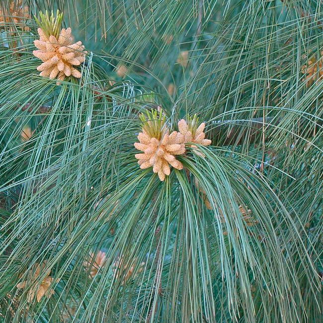 Pinus wallichiana pino messicano bonsai semi