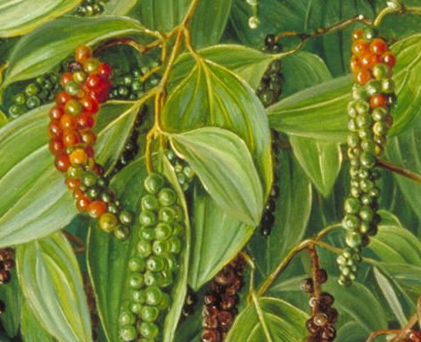 Piper nigrum Black Pepper seeds