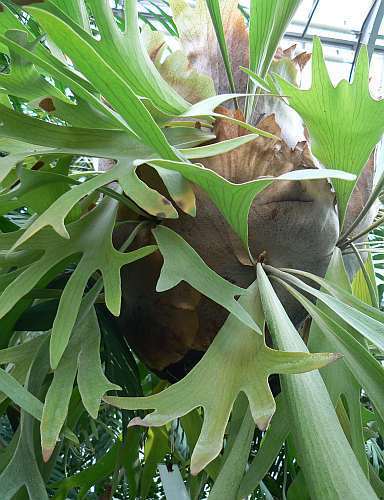 Platycerium bifurcatum elkhorn fern - staghorn fern seeds