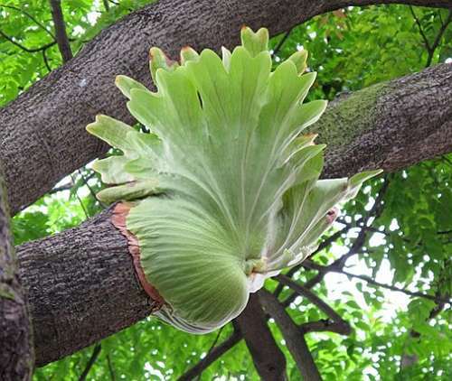 Platycerium coronarium staghorn fern seeds