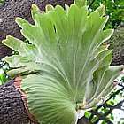 Platycerium coronarium  semi