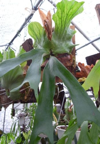 Platycerium stemaria Triangle Staghorn seeds