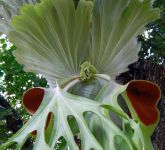 Platycerium superbum Riesen-Geweihfarn Samen