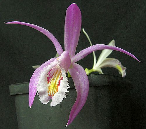 Pleione praecox orchids seeds