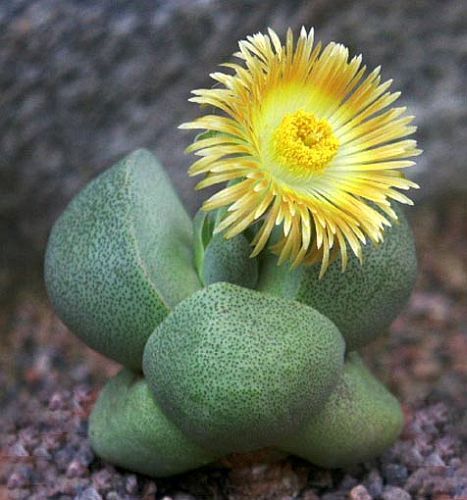 Pleiospilos bolusii Skeng Skeng seeds