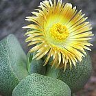 Pleiospilos bolusii planta suculenta semillas