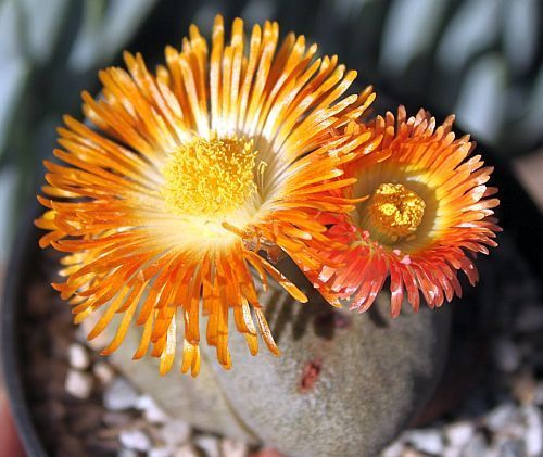 Pleiospilos nelii split rock plant seeds