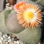 Pleiospilos nelii