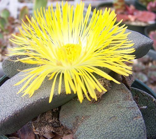 Pleiospilos simulans succulent seeds