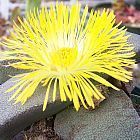 Pleiospilos simulans planta suculenta semillas