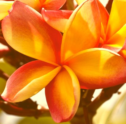 Plumeria Apricot Beauty Frangipani Apricot Beauty seeds