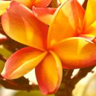 Plumeria Apricot Beauty  semi