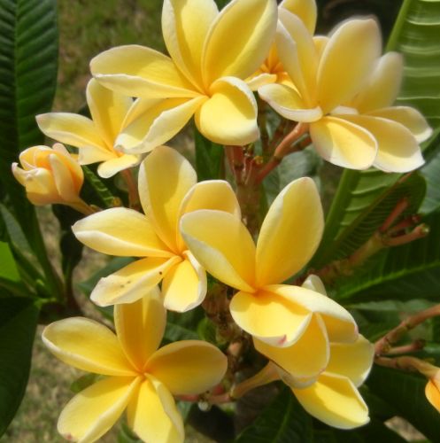 Plumeria Bali Gold Frangipani Bali Gold seeds