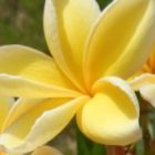 Plumeria Bali Gold Frangipani Bali Gold graines