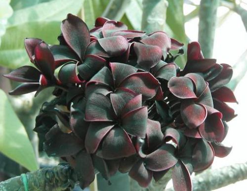 Plumeria Blackwindow Frangipani seeds