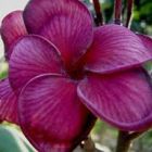 Plumeria Blurapa