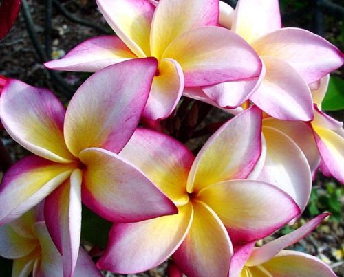 Plumeria Cattaleya Frangipani Cattaleya seeds