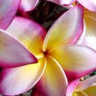 Plumeria Cattaleya Frangipani - Wachsblume Cattaleya Samen