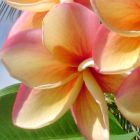 Plumeria Jupiter Frangipani graines