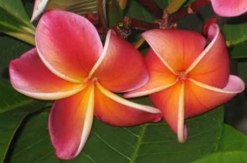 Plumeria Lurline Frangipani seeds