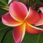 Plumeria Lurline  semi