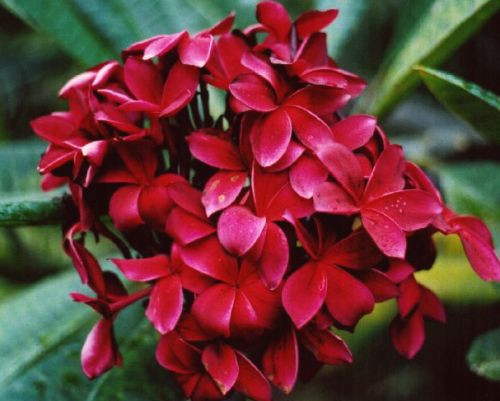 Plumeria Red Flower Frangipani Red Flower seeds