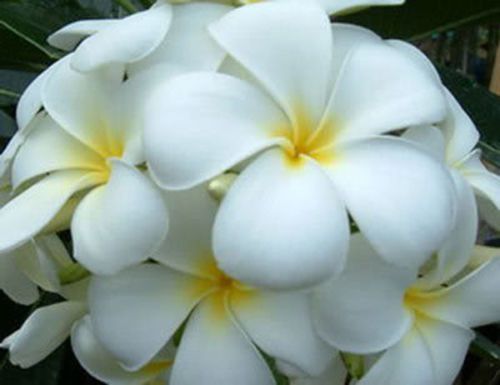 Plumeria Snowwhite Frangipani seeds