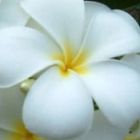 Plumeria Snowwhite