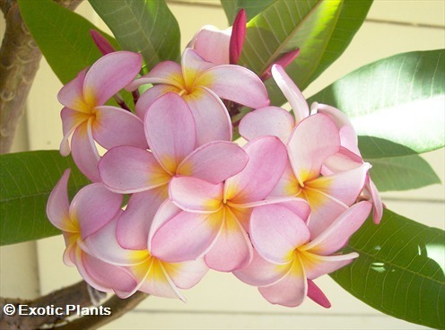 Plumeria rubra Frangipani seeds