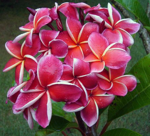 Plumeria rubra Elsie Frangipani seeds