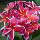 Plumeria rubra Elsie