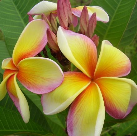 Plumeria rubra Imperial Crown Frangipani seeds