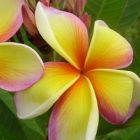 Plumeria rubra Imperial Crown