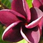 Plumeria rubra Mai Thai Frangipani - Wachsblume Samen