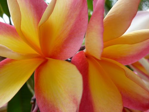 Plumeria rubra Orange Peach Frangipani seeds