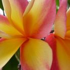 Plumeria rubra Orange Peach  semillas