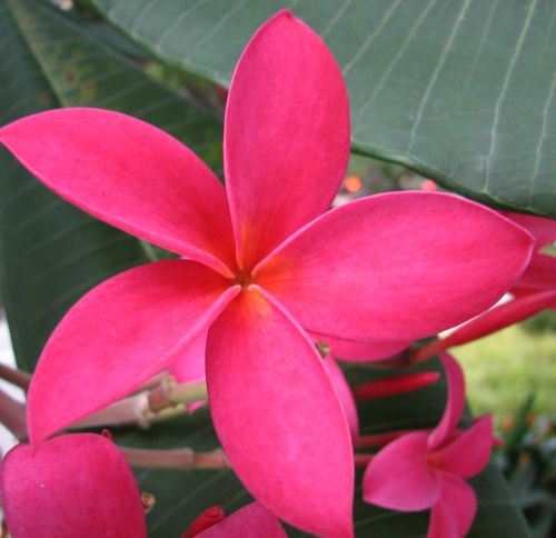 Plumeria rubra Pink Frangipani seeds