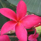 Plumeria rubra Pink  semi